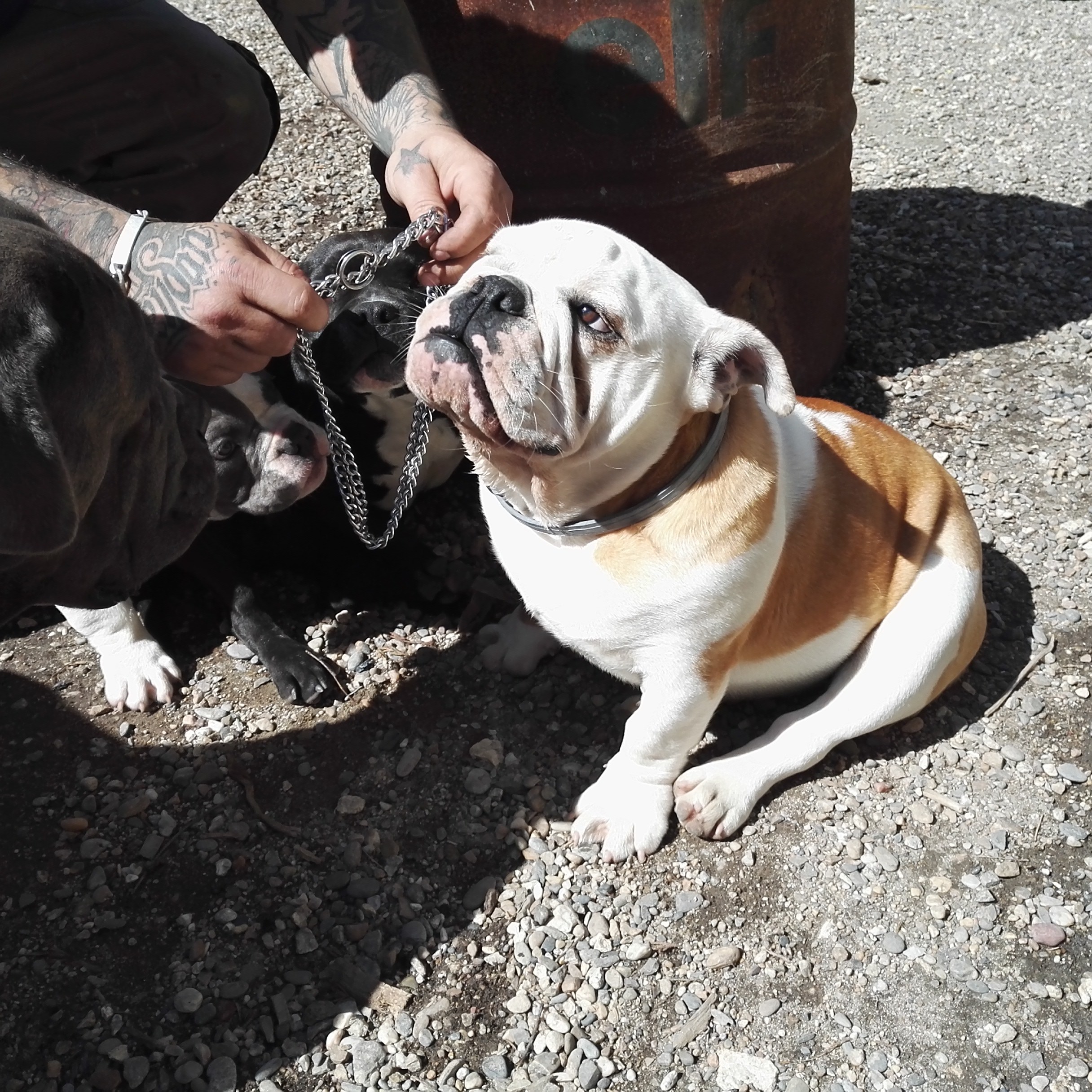 Marley Bully In The Blood