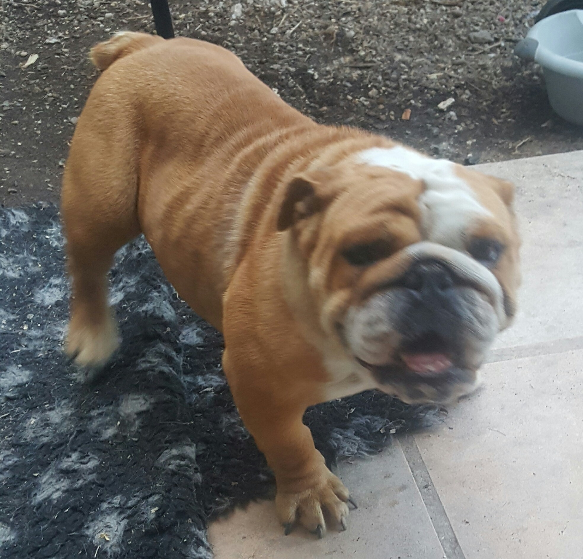 Harper-aboja cazador del pampa Bully In The Blood